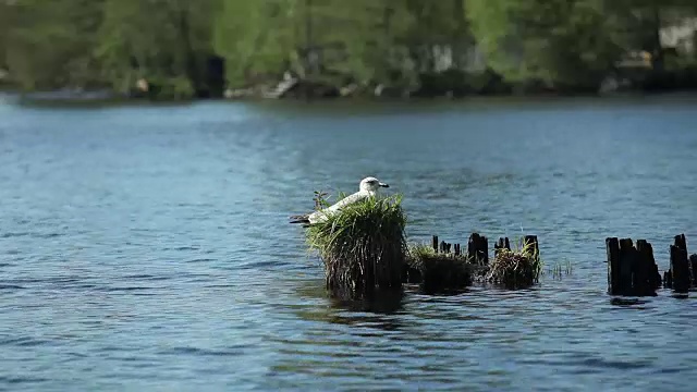 海鸥坐在巢里视频素材