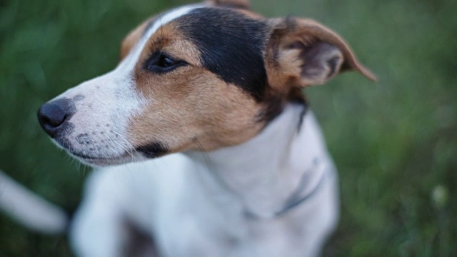 杰克罗素梗的犬种嗅着空气中的东西视频素材