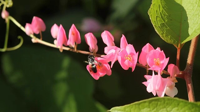 蜜蜂为野花授粉视频素材