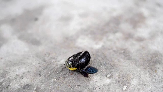 垂死的树蜂视频素材