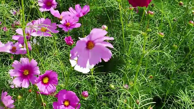 宇宙花在花园里盛开视频素材