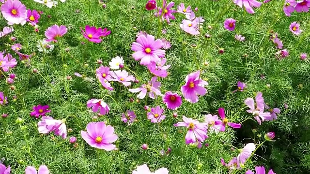 宇宙花在花园里盛开视频素材