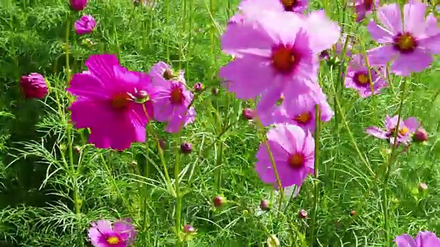 宇宙花在花园里盛开视频素材