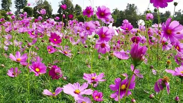 宇宙花在花园里盛开视频素材