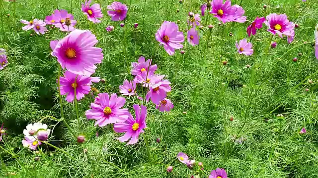 宇宙花在花园里盛开视频素材