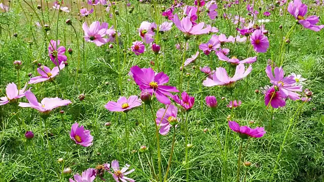 宇宙花在花园里盛开视频素材