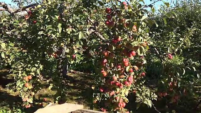 成熟的苹果装在板条箱里，挂在秋天果园的果树上。手持。视频素材