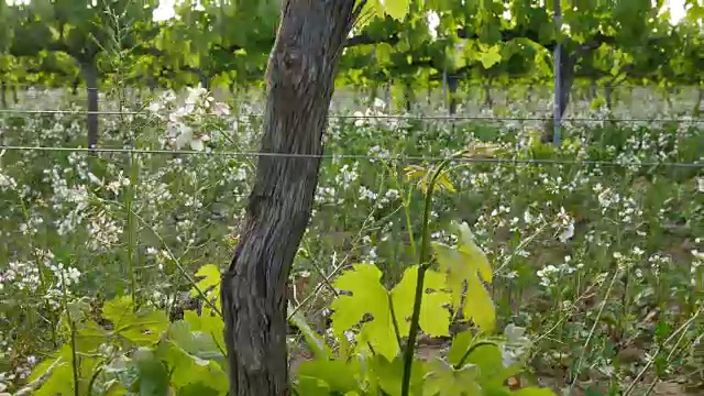 葡萄园地在日落藤特写视频素材