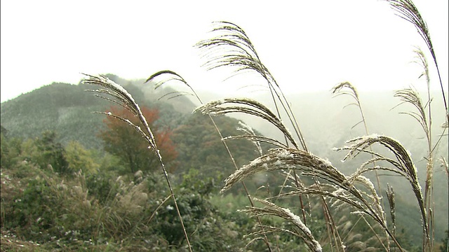 飘落的雪花压在生长在山之山脉的日本银草上。视频素材