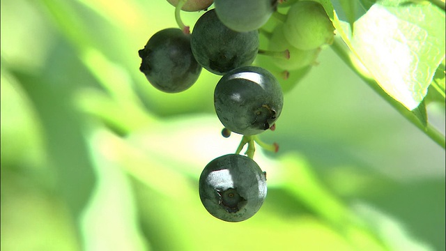 蓝莓在藤蔓上成熟。视频素材