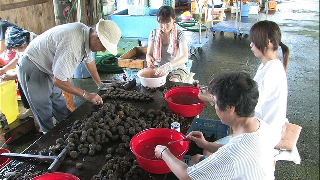 男人和女人打扫和分类海胆。视频素材