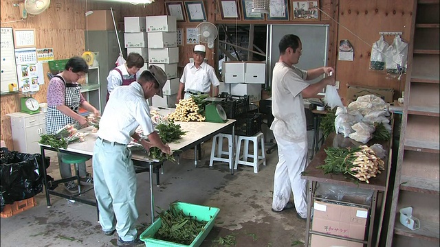 工人们正在准备新鲜的Shussai生姜，准备装运。视频素材