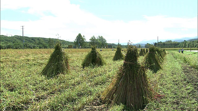 一捆捆收获的荞麦在田里晒干。视频素材