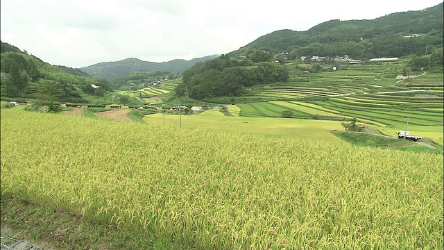 翠绿的小山俯瞰着梯级的稻田。视频素材