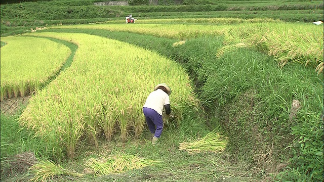 一个农场工人在阶梯式稻田里收割稻子。视频素材