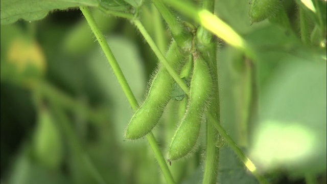 小豆荚悬挂在植物上。视频素材