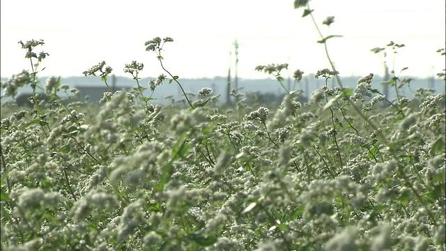 荞麦花随风摇曳。视频素材