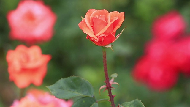 花园里美丽的玫瑰视频素材