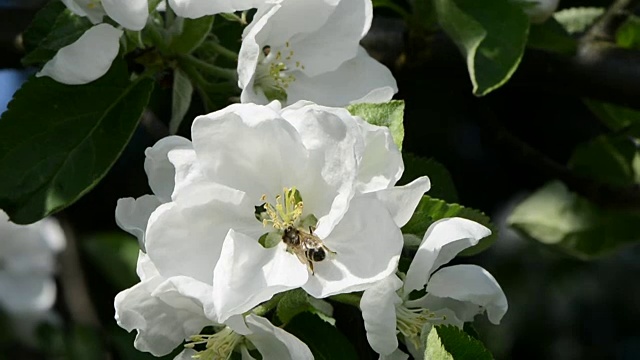 苹果树开花，蜜蜂采花粉视频素材