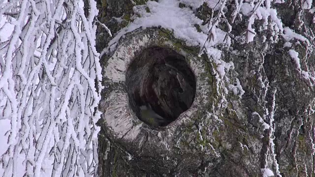 大山雀在桦树洞视频素材