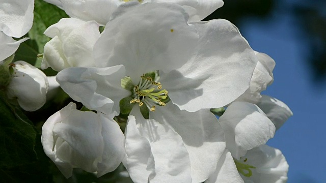 苹果树开花视频素材