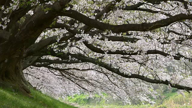 樱花花瓣飘落在日本京都的Sewari河岸视频素材