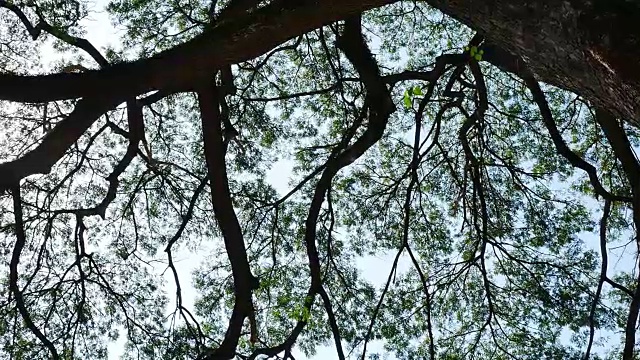 大含羞草树与阳光滑块场景视频素材