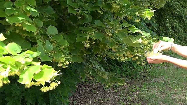 药师手摘菩提花药草到玻璃盘子里视频素材