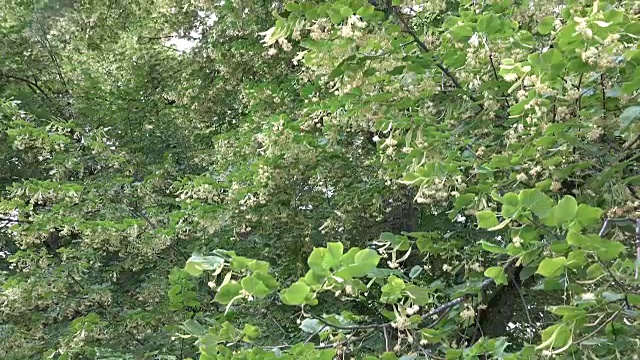 菩提树的树枝带着花朵在风中摇曳向上倾斜视频素材