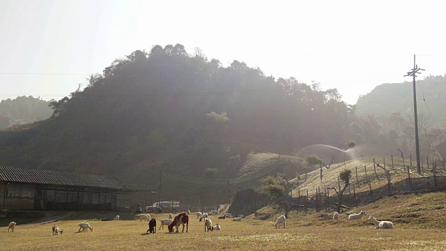 山羊群饲养。视频素材