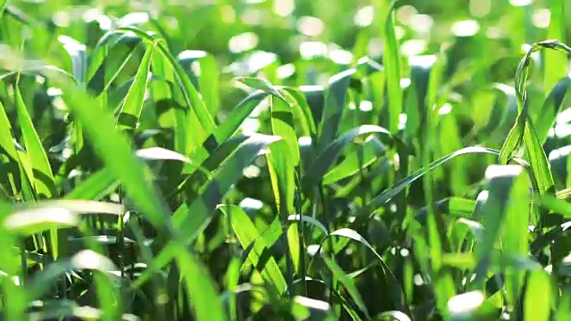 麦田波浪由夏风自然的吊车拍摄背景视频素材