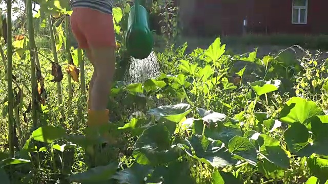 热女人女孩倒水在花园西葫芦蔬菜植物与喷壶反对太阳。视频素材