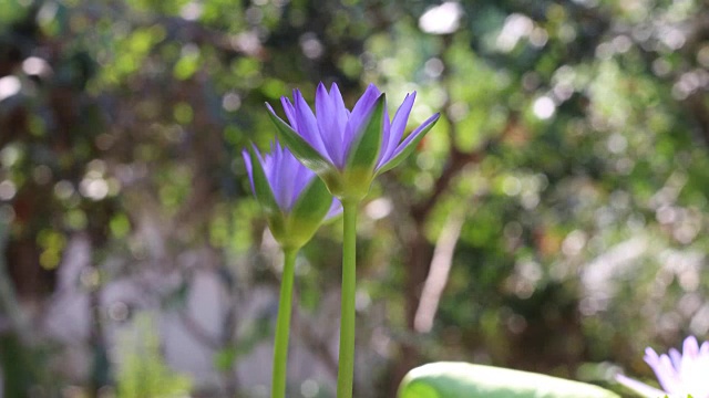 时间流逝，荷花在清晨开放视频下载