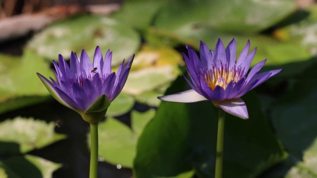 时间流逝，荷花在清晨开放视频下载