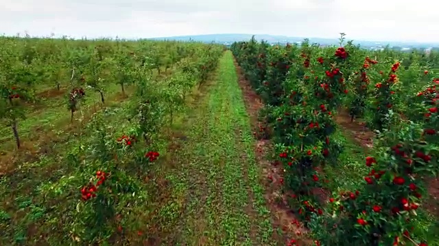 苹果树花园鸟瞰图视频素材