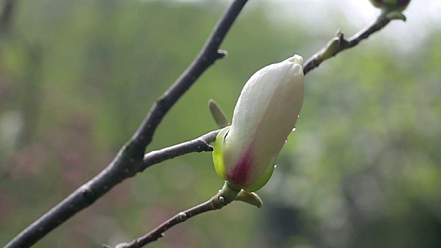 白玉兰芽视频素材