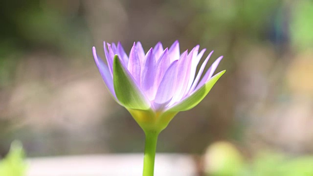 时间流逝，荷花在清晨开放视频素材