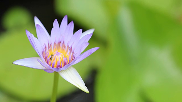 时间流逝，荷花在清晨开放视频素材