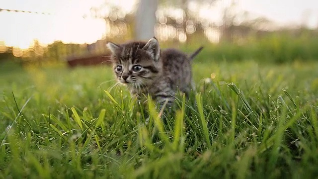 蓝眼睛的可爱小猫在花园里散步。视频素材