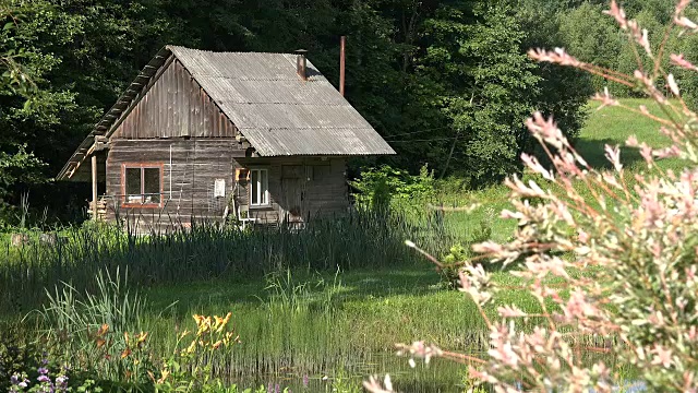 桤木树枝在风中移动，乡村木屋在花园里视频素材