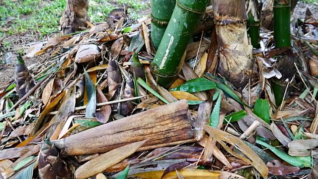 竹林由滑块镜头拍摄视频素材