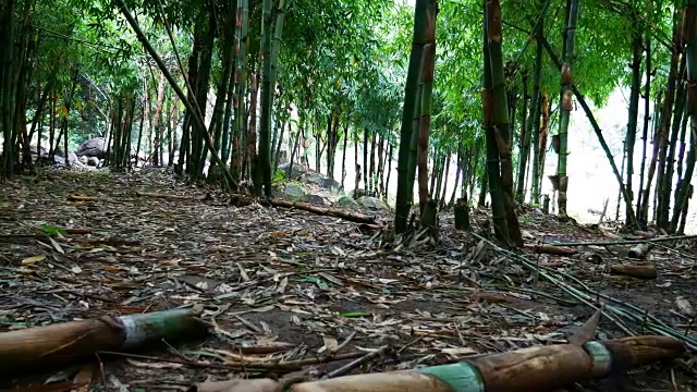 竹林由滑块镜头拍摄视频素材