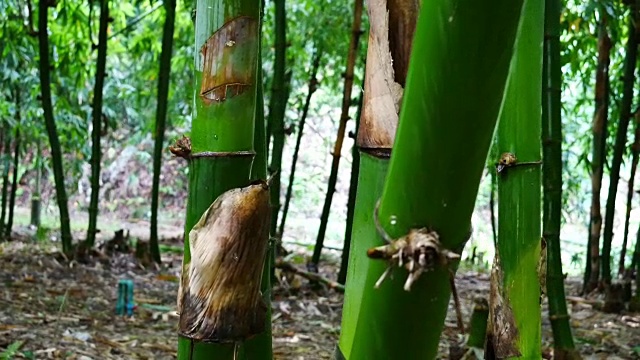 竹林由滑块镜头拍摄视频素材