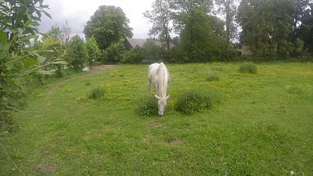 老白马在草地上吃草视频素材