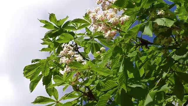 春天开花的栗树视频素材