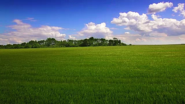 绿色麦田鸟瞰图视频素材