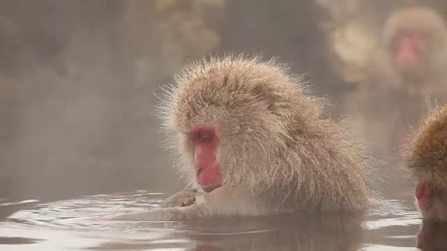 日本雪猴冬季温泉视频素材