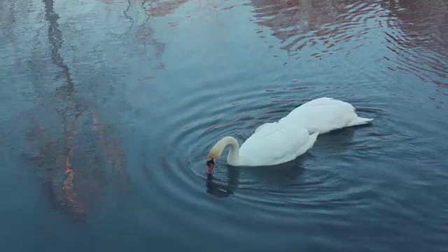 燕式跳水。水禽鸟类潜水。白天鹅在湖里游泳视频素材