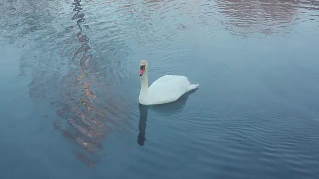 燕式跳水。潜水天鹅。水禽鸟类。白天鹅在湖里游泳视频素材