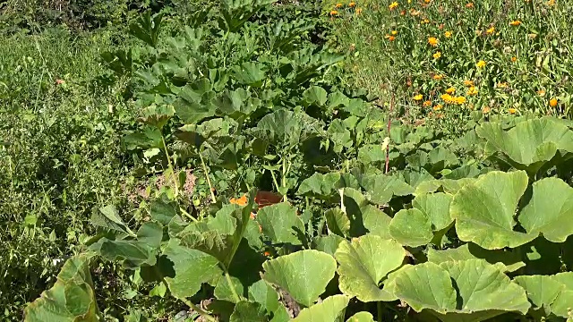 有机食品农场种植的南瓜蔬菜。倾斜了视频素材